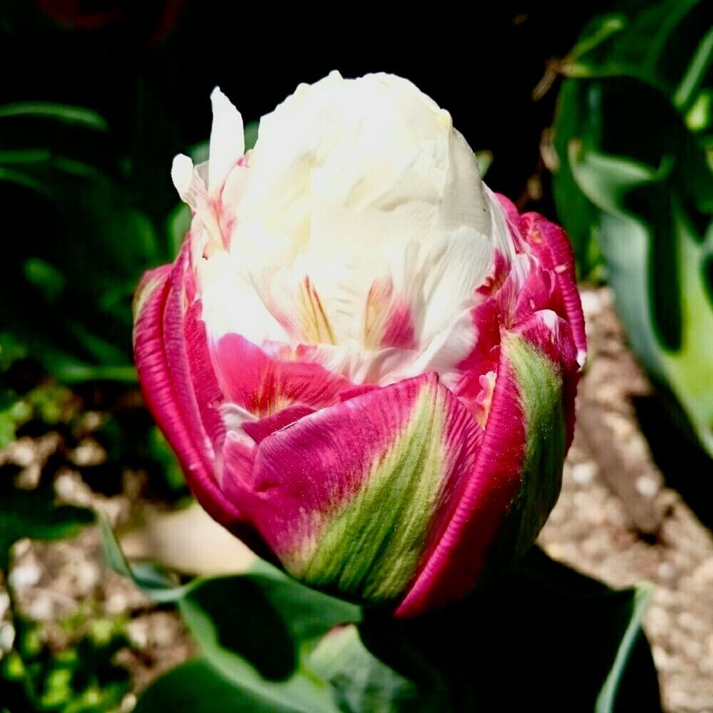 チューリップ　球根