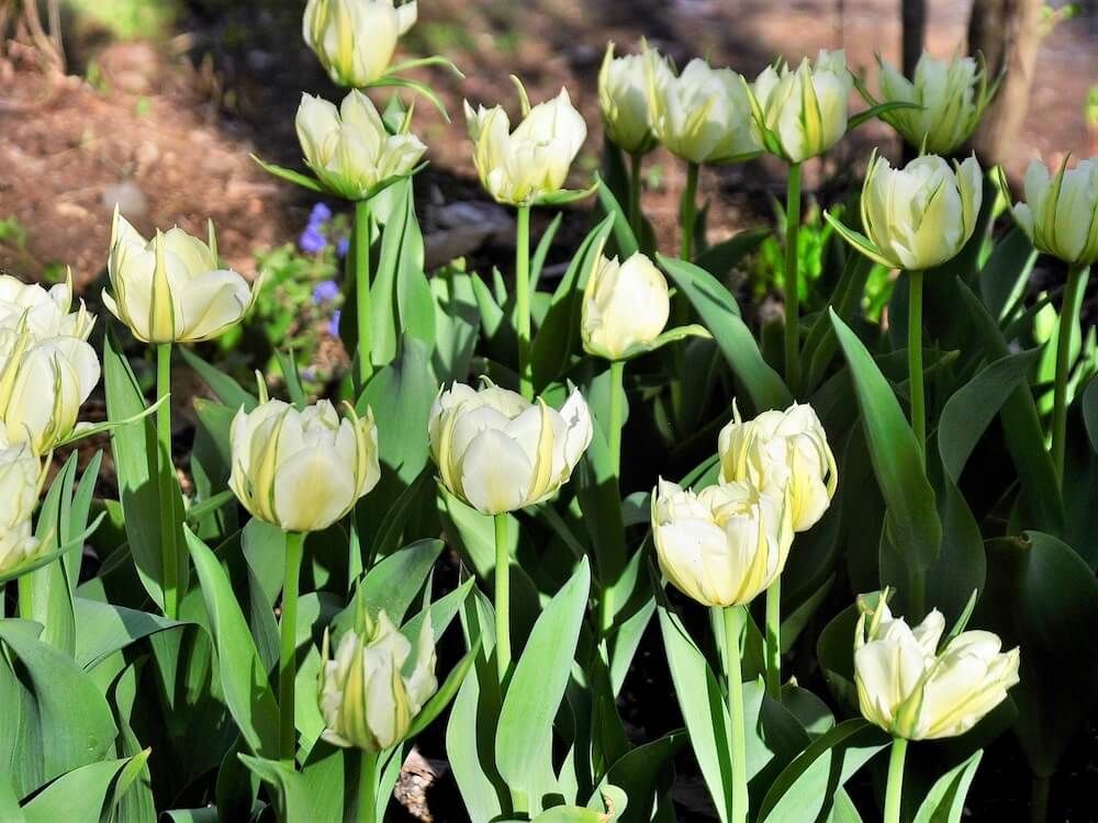 チューリップ　球根