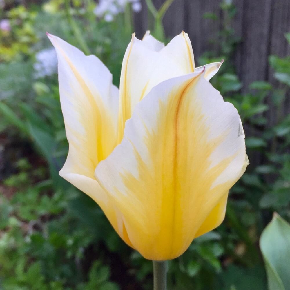 チューリップ　球根