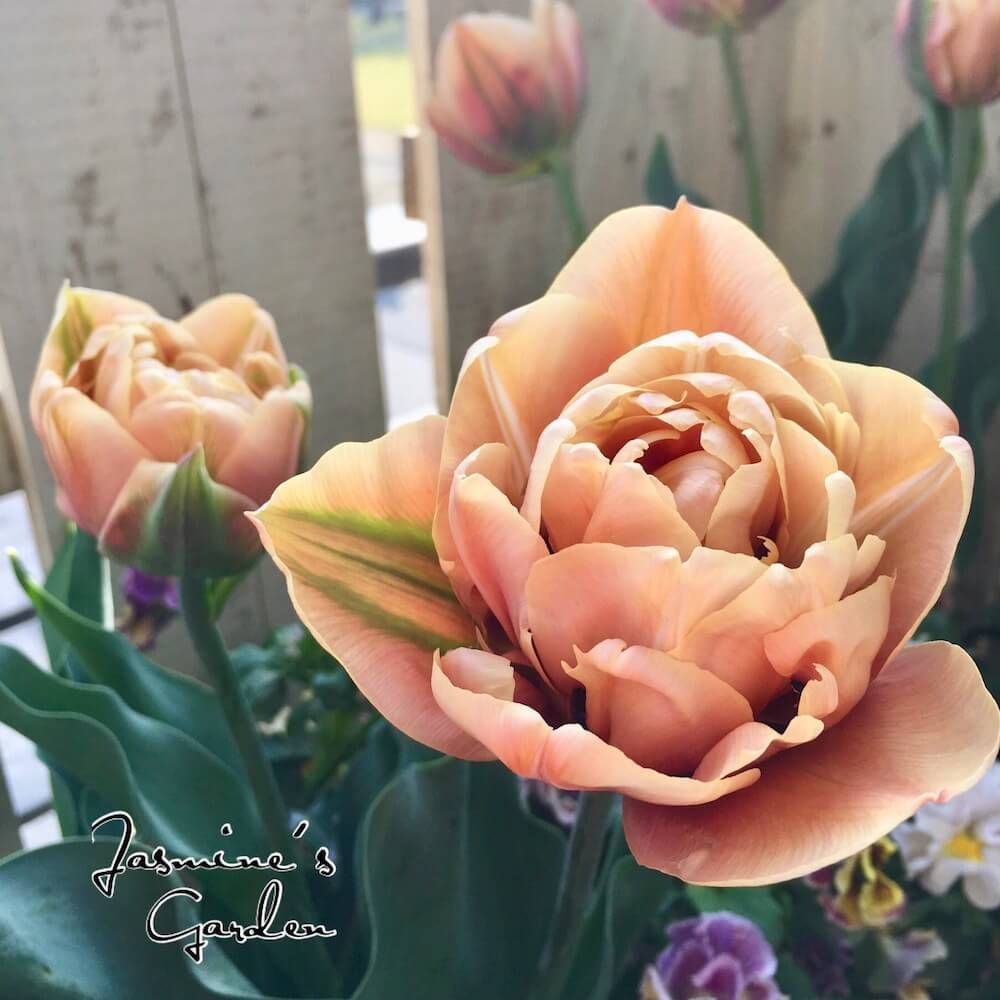 チューリップ　球根