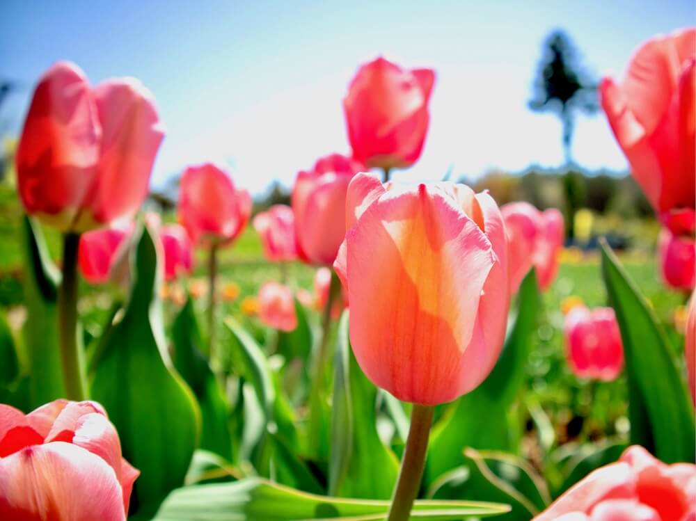 チューリップの花言葉 色 本数 種類別の意味は 花の季節 名前の由来は Greensnap グリーンスナップ