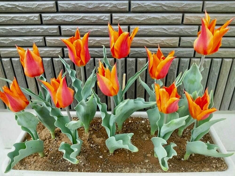 チューリップ　球根