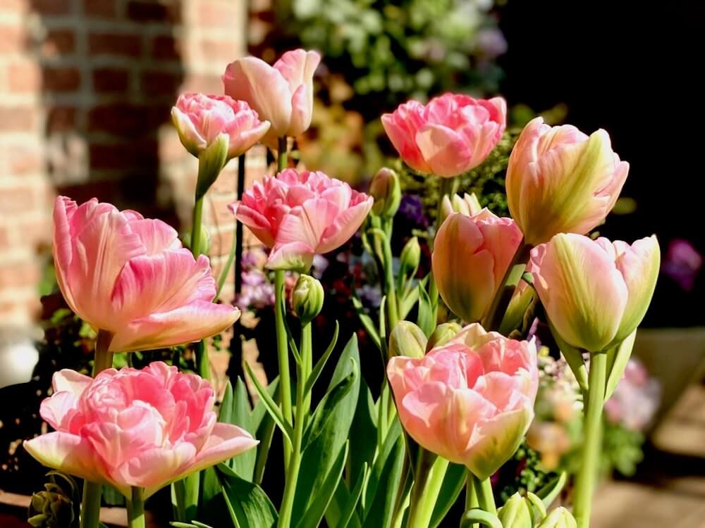 チューリップ　球根