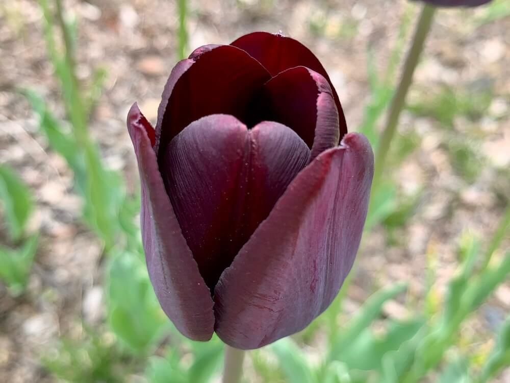 チューリップ　球根