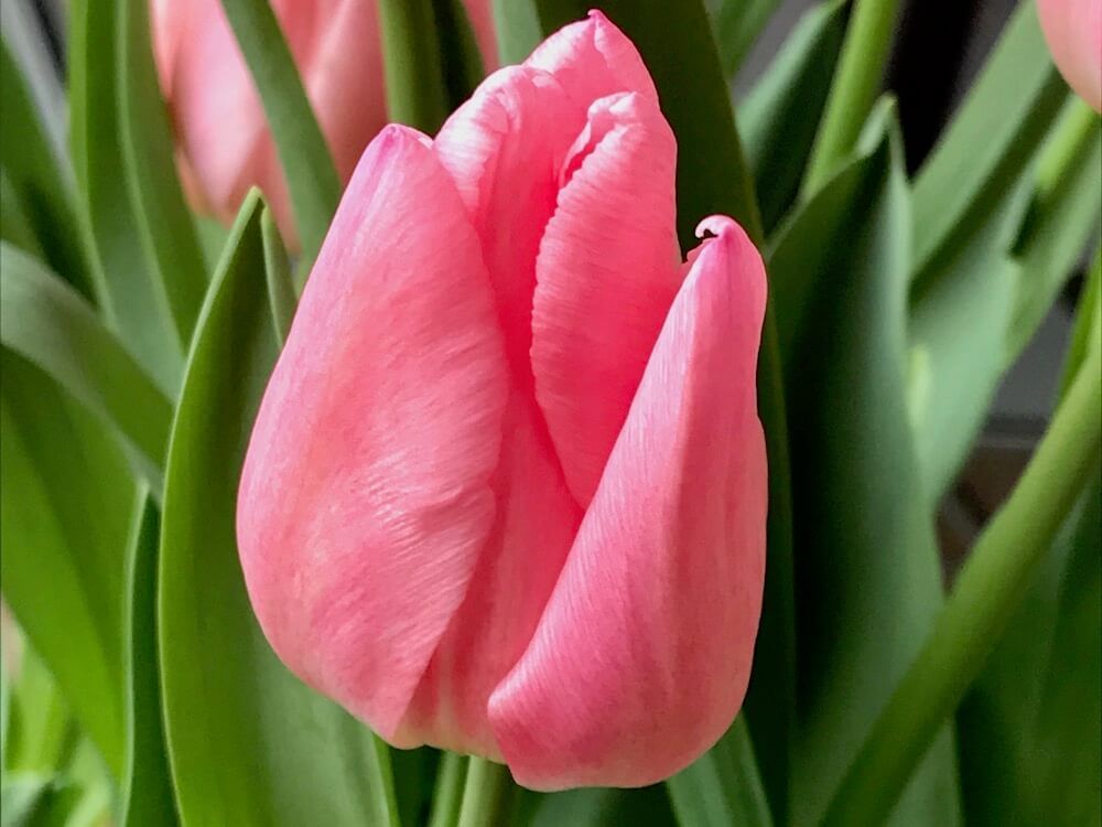 チューリップ　球根