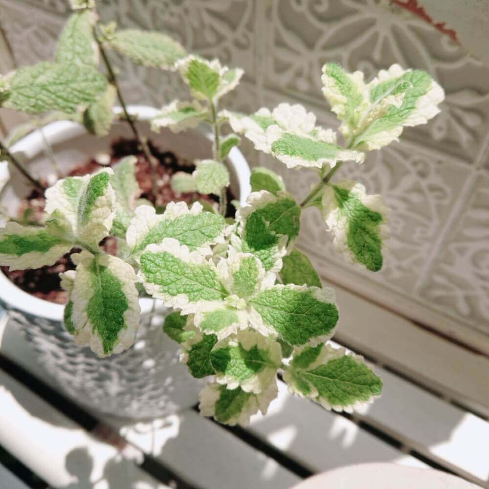 パイナップルミント