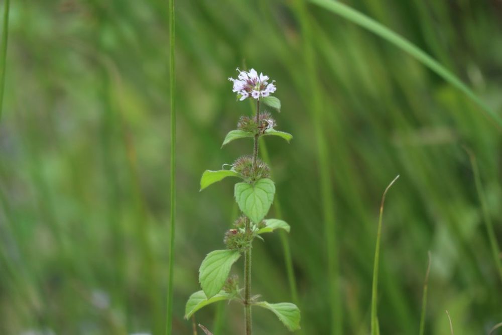 ウォーターミント