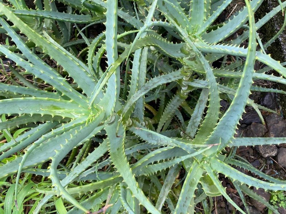 アロエ　株　地植え