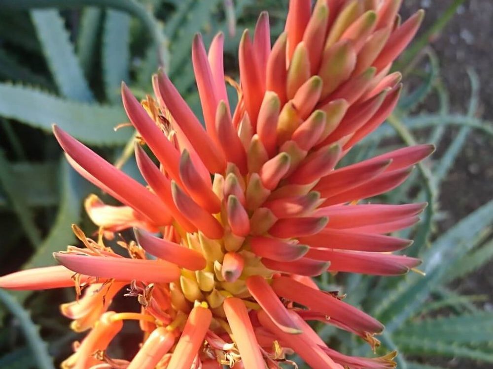 キダチアロエの花