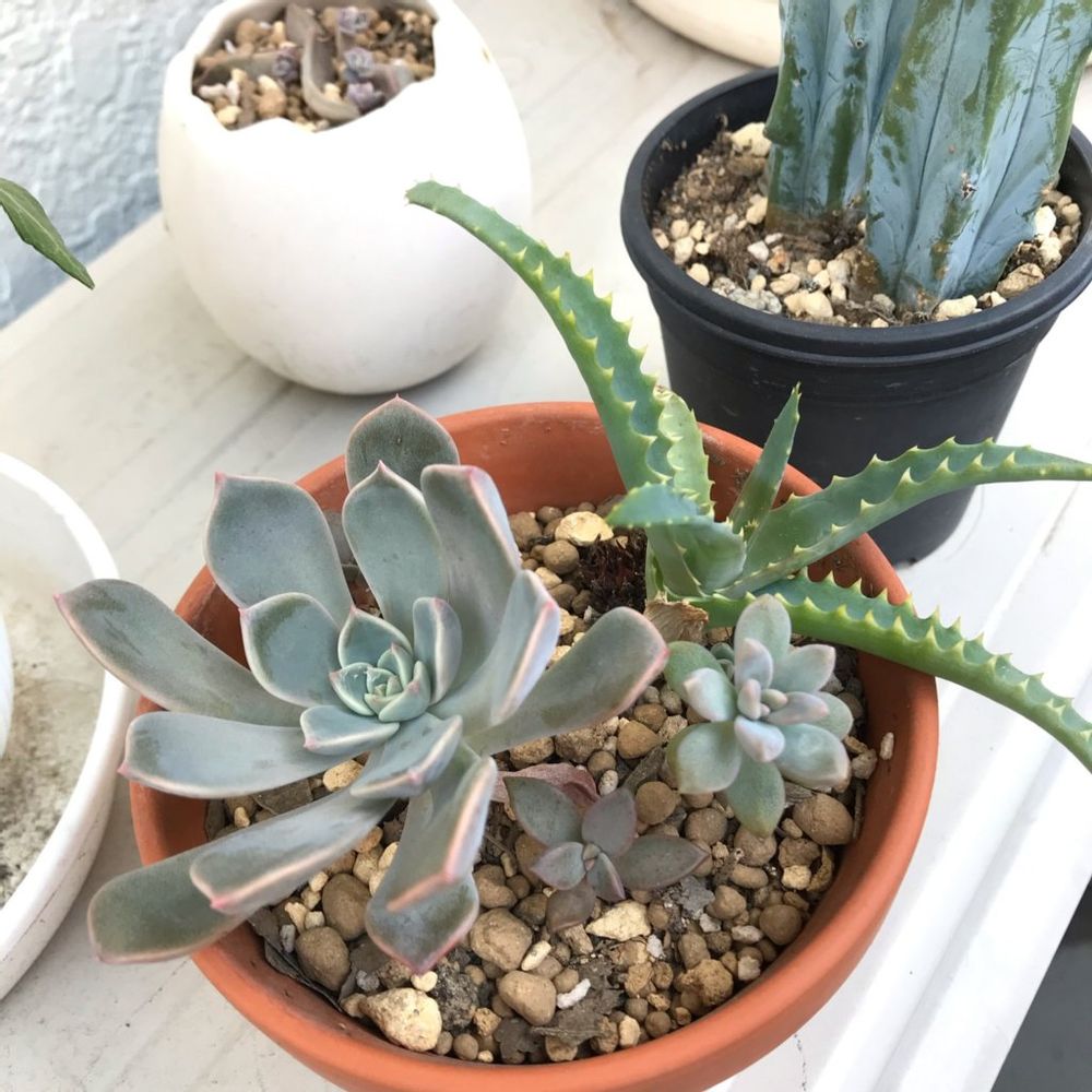 キダチアロエ　インテリア