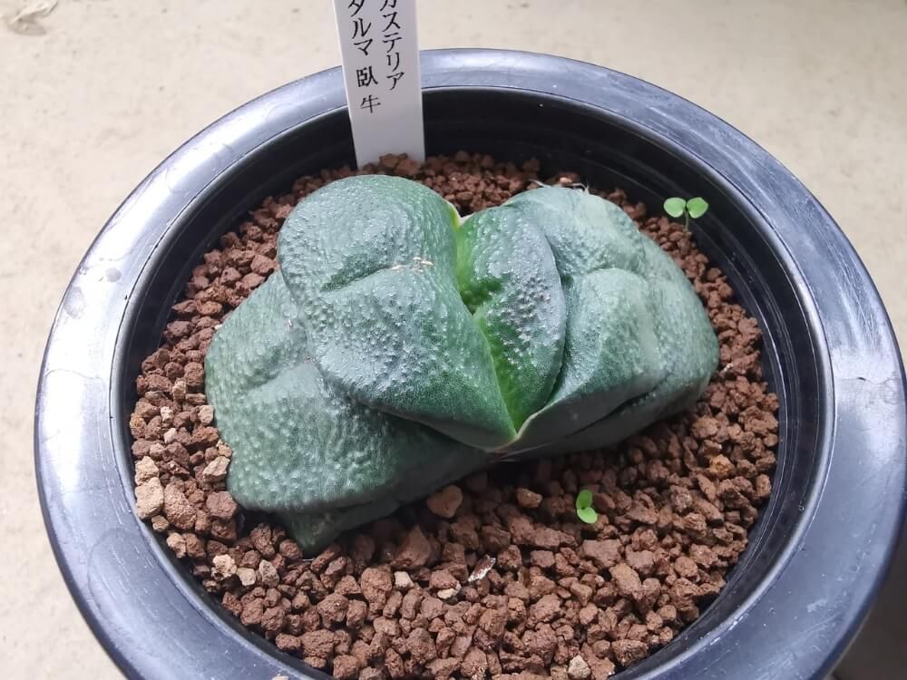 ガステリア　臥牛