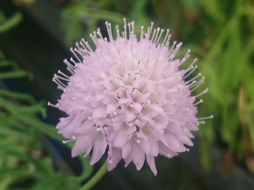 スカビオサ・アトロプルプレア