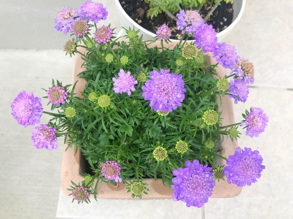 スカビオサ・ブルーバルーン