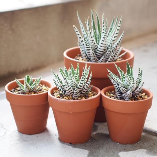 十二の巻の花言葉 意味や花の特徴 人気の種類は Greensnap グリーンスナップ