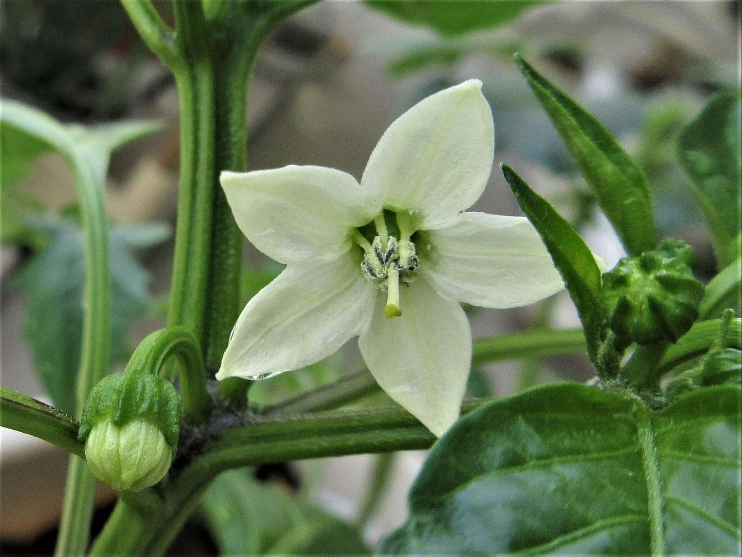 ピーマンの花言葉 花の特徴や栄養 赤や黄色などの種類は Greensnap グリーンスナップ