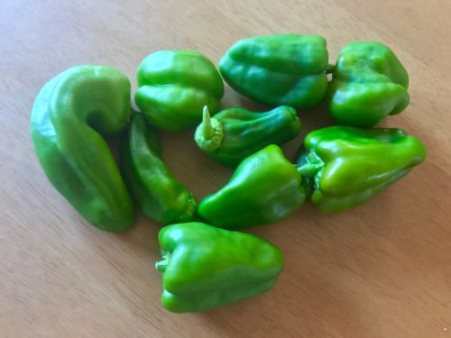 ピーマンの花言葉 花の特徴や栄養 赤や黄色などの種類は Greensnap グリーンスナップ