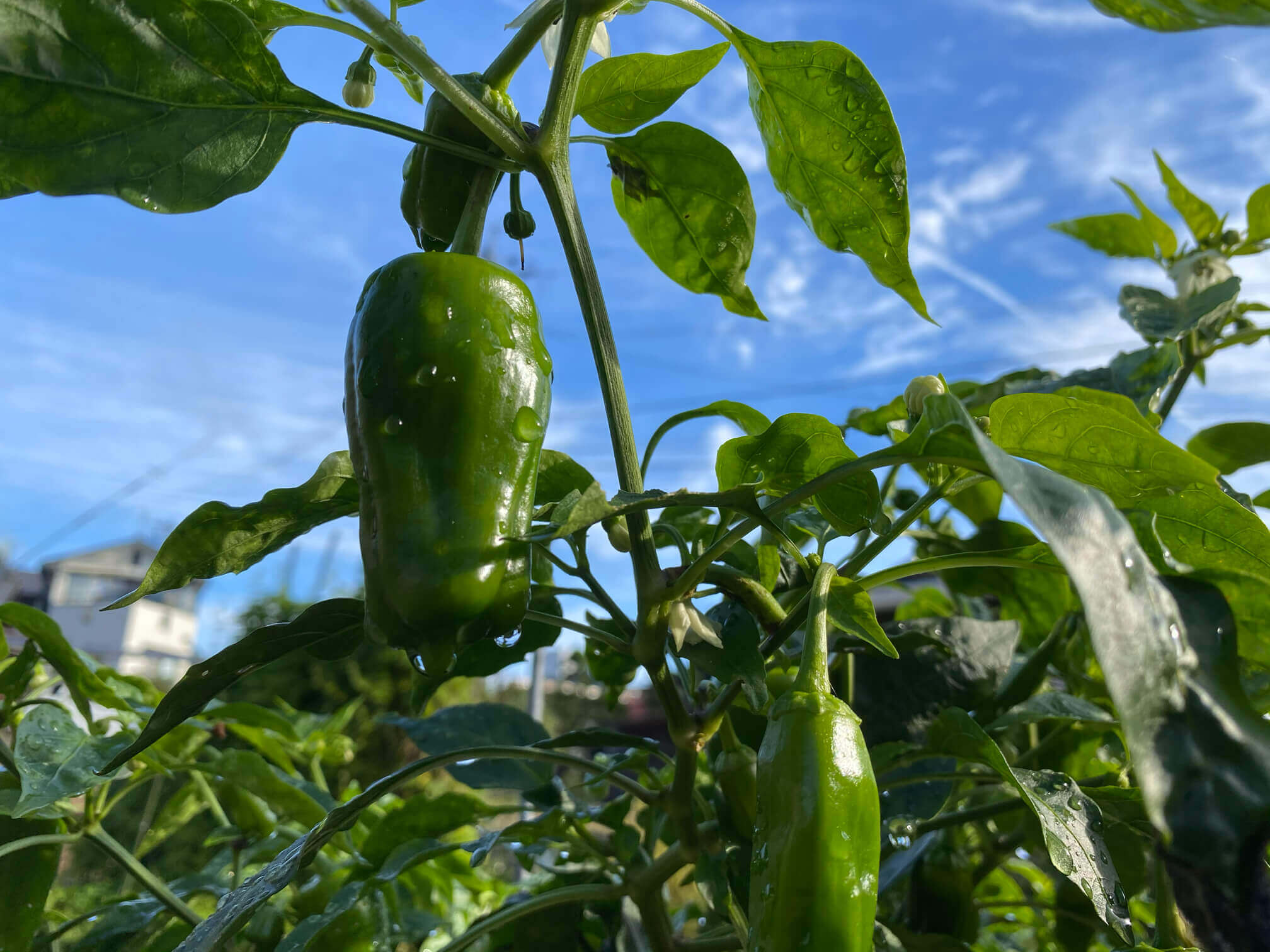 ピーマンの花言葉 花の特徴や栄養 赤や黄色などの種類は Greensnap グリーンスナップ