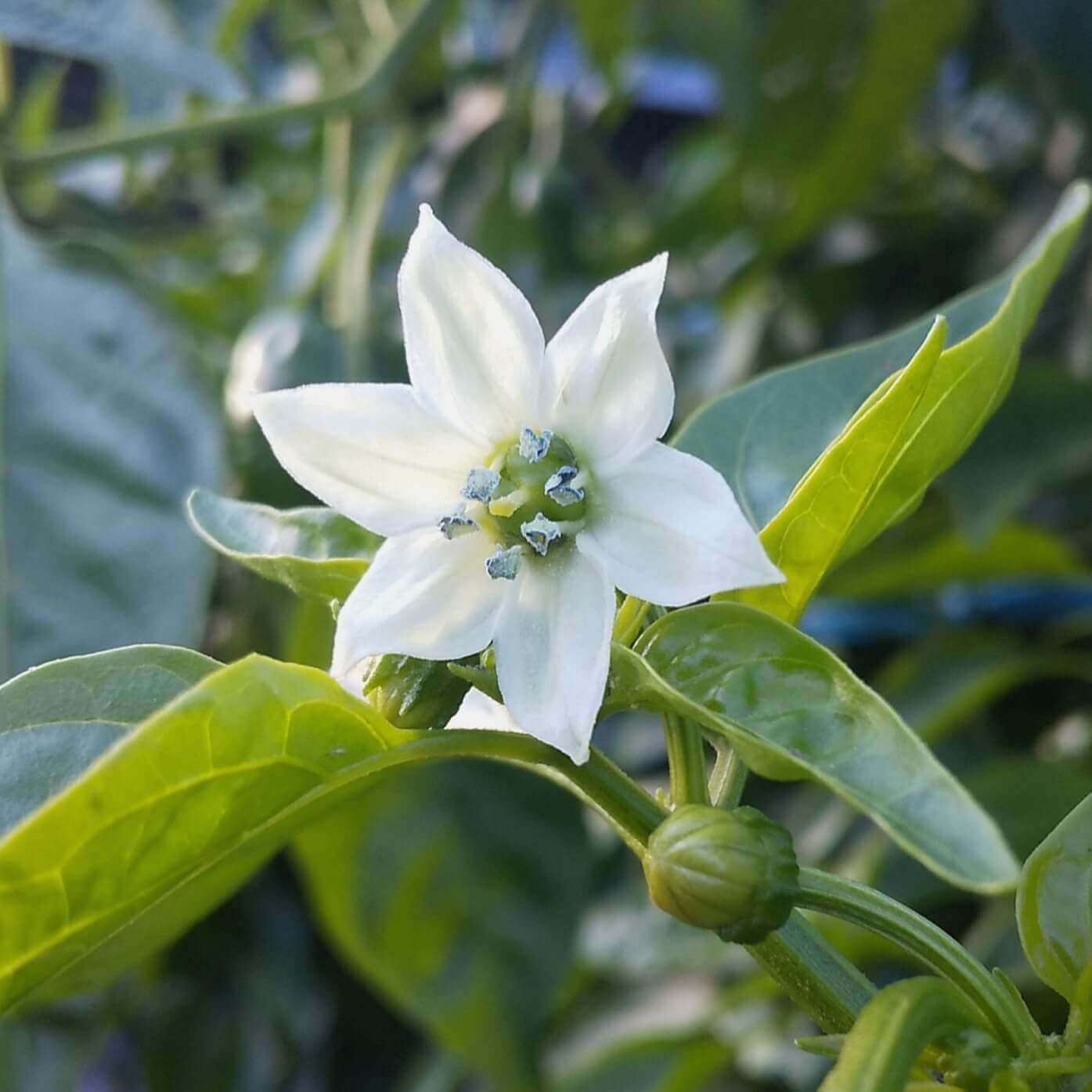 ピーマンの花言葉 花の特徴や栄養 赤や黄色などの種類は Greensnap グリーンスナップ