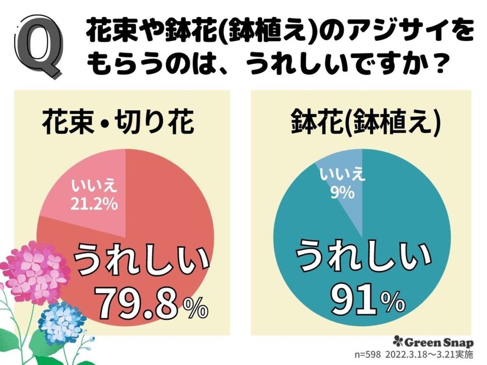 紫陽花のアンケート 花束や鉢花(鉢植え)の紫陽花をもらうのは、うれしいですか？