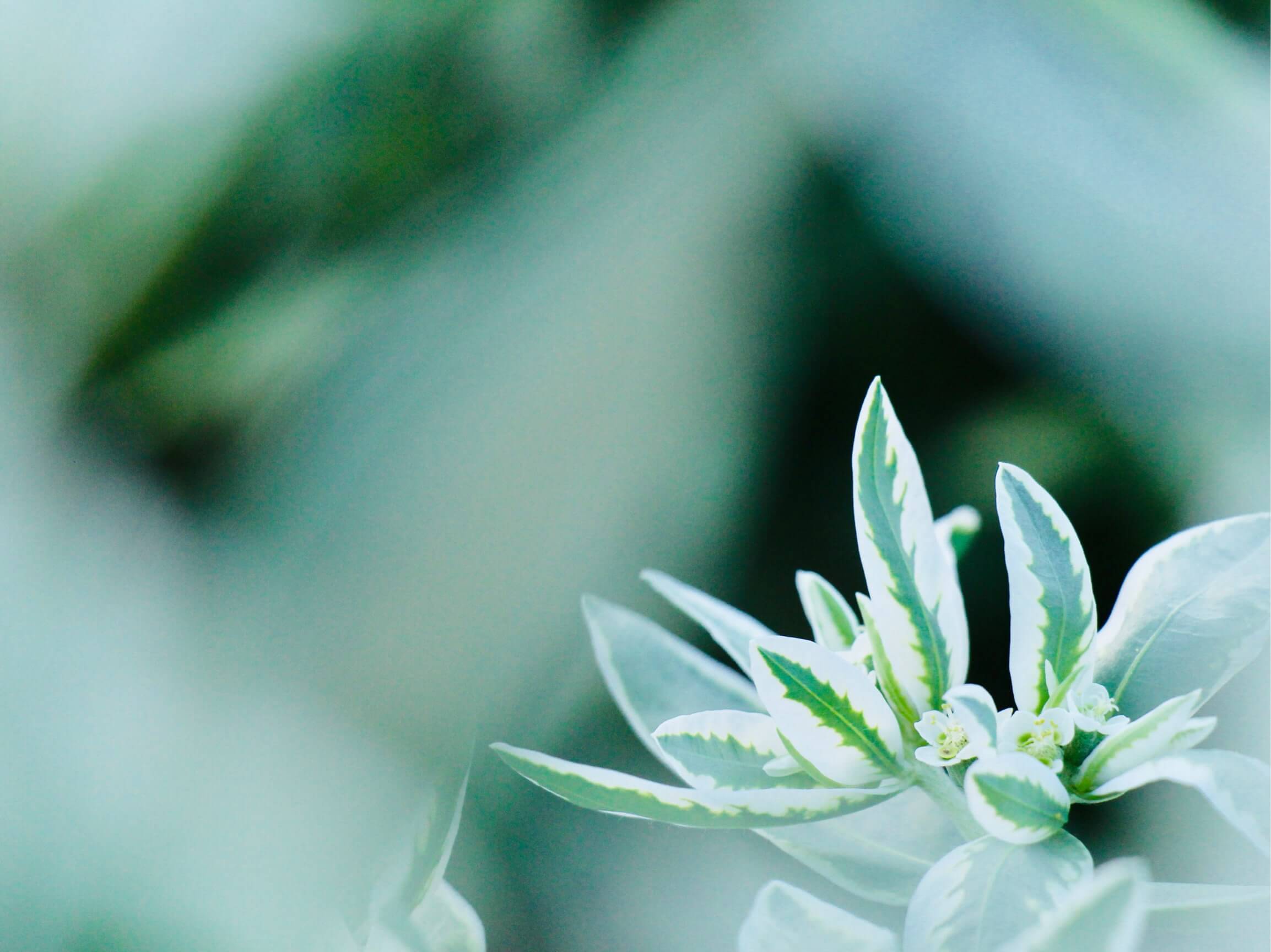 ハツユキソウ 初雪草 の花言葉 花や葉の特徴 人気の種類は Greensnap グリーンスナップ