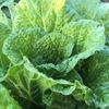 白菜(ハクサイ)の病気｜モザイク病、べと病の予防や対策方法は？の画像