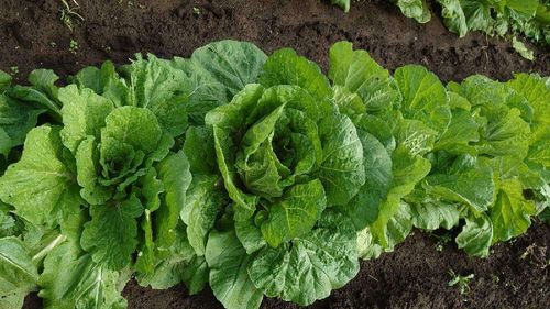 白菜 ハクサイ の花言葉 種類や栄養 花も食べられる Greensnap グリーンスナップ