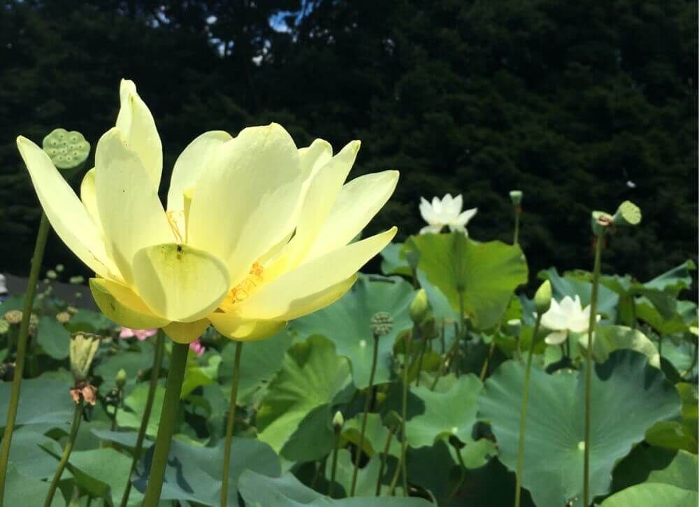 黄花蓮