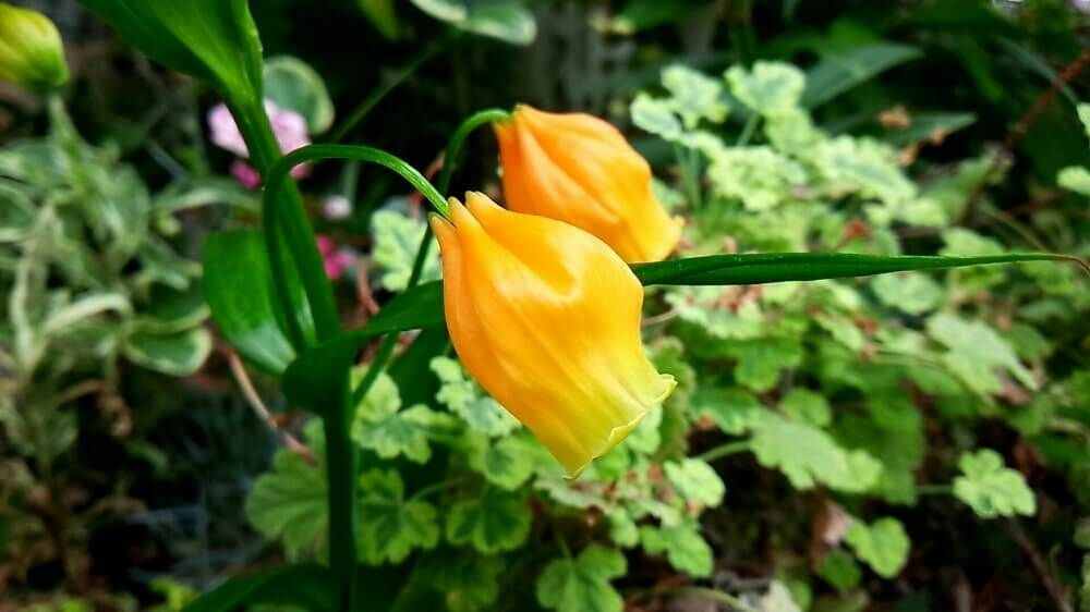 サンダーソニア