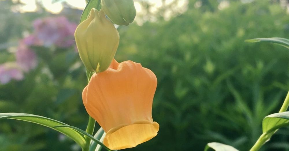 サンダーソニア