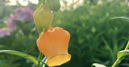 サンダーソニア クリスマスベル の花言葉 意味や由来 花の特徴は Greensnap グリーンスナップ