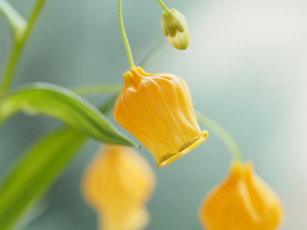 サンダーソニア