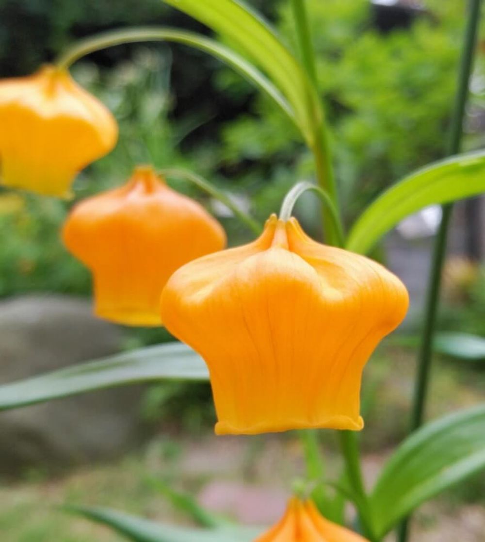 サンダーソニア