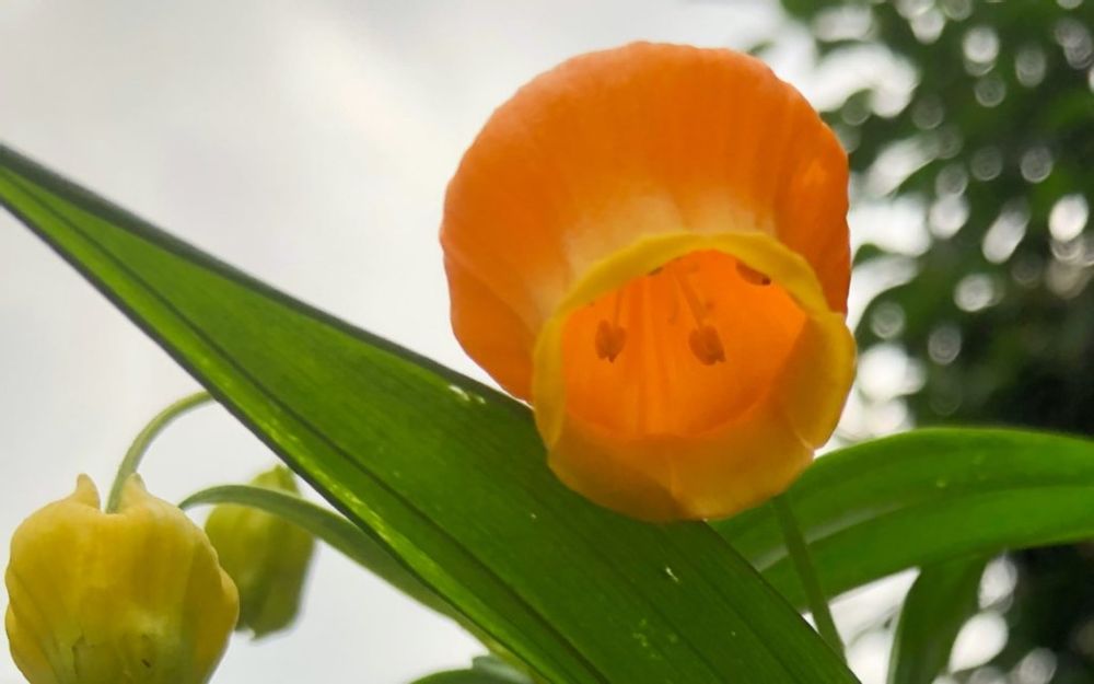 サンダーソニア