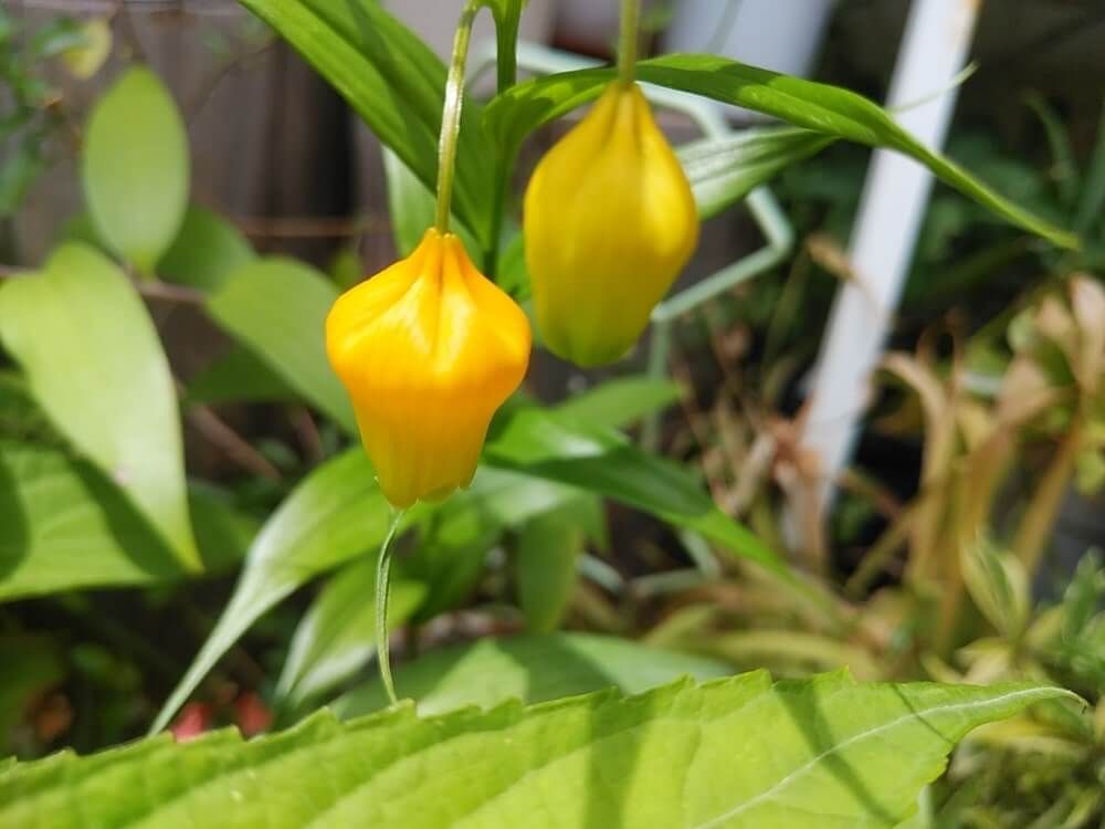 サンダーソニア