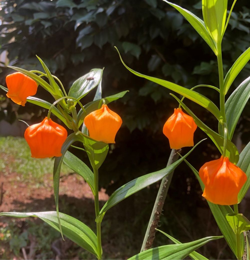 サンダーソニア