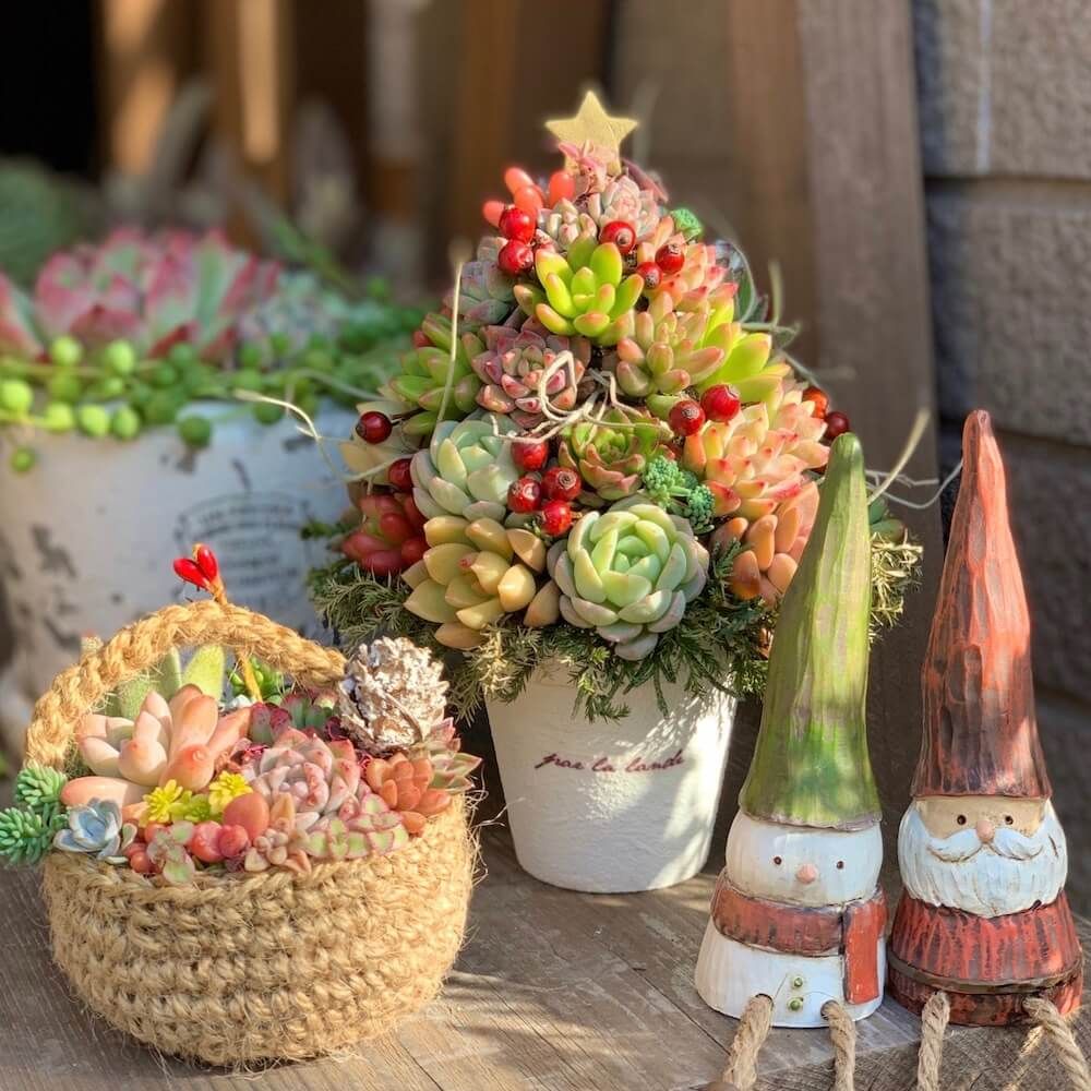 クリスマスツリー　多肉植物　多肉ツリー
