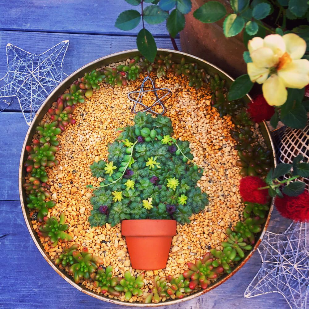 クリスマスツリー　多肉植物　多肉ツリー