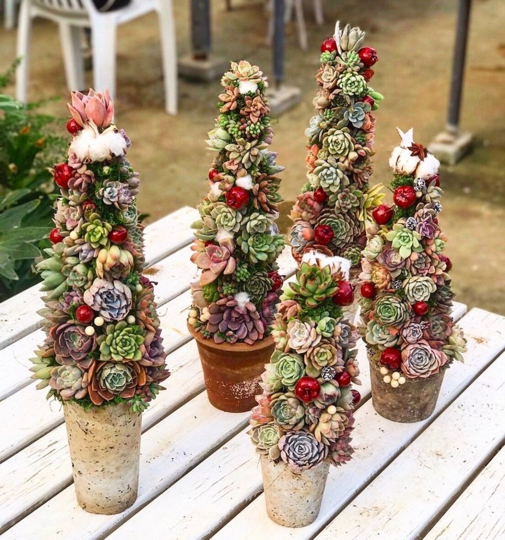 クリスマスツリー　多肉植物　多肉ツリー