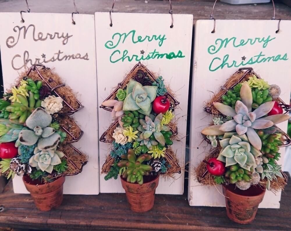 クリスマスツリー　多肉植物　多肉ツリー