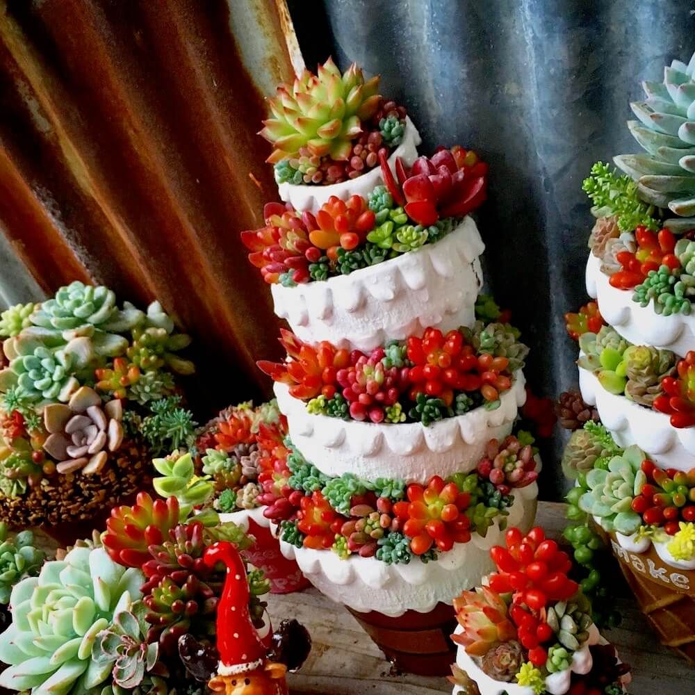 クリスマスツリー　多肉植物　多肉ツリー