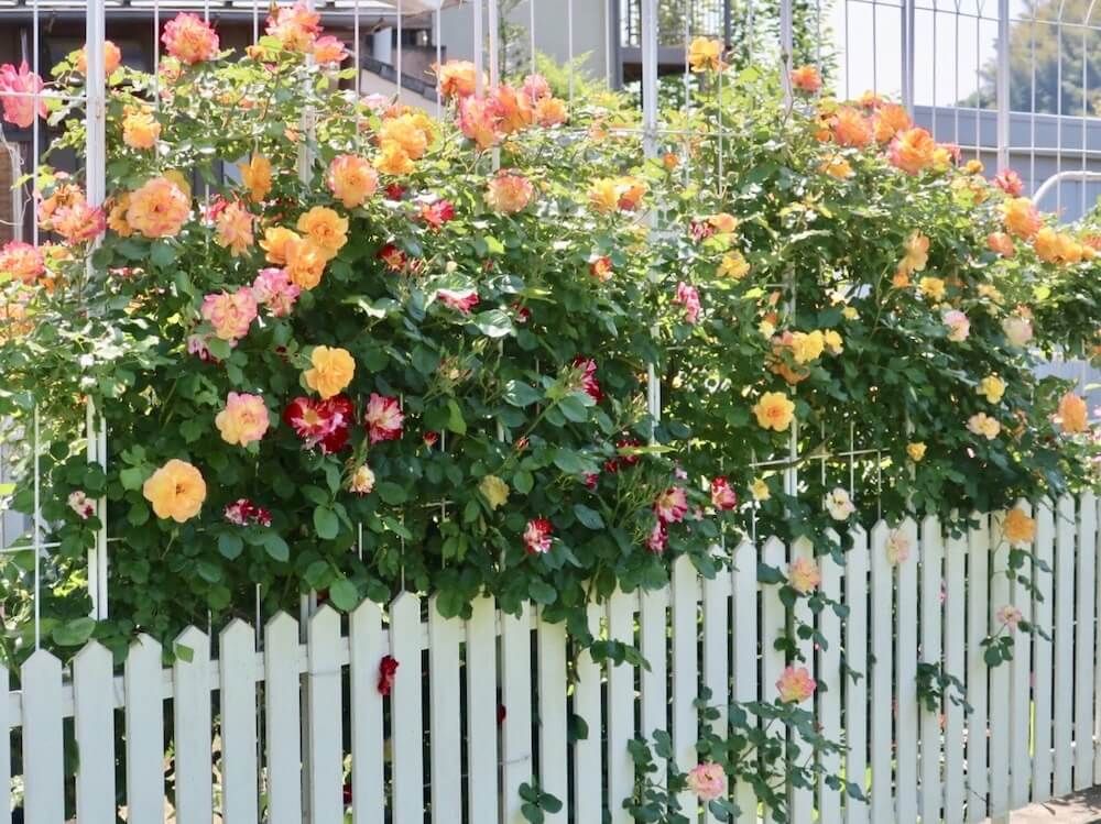 つるバラ　黄色い花