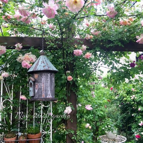 憧れのお庭へ つるバラのフェンスやアーチで素敵なガーデニングを楽しもう Greensnap グリーンスナップ