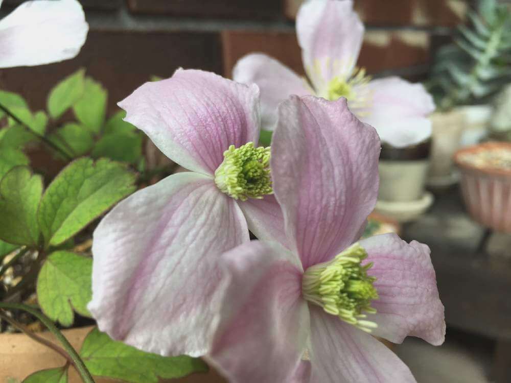 クレマチス・モンタナ