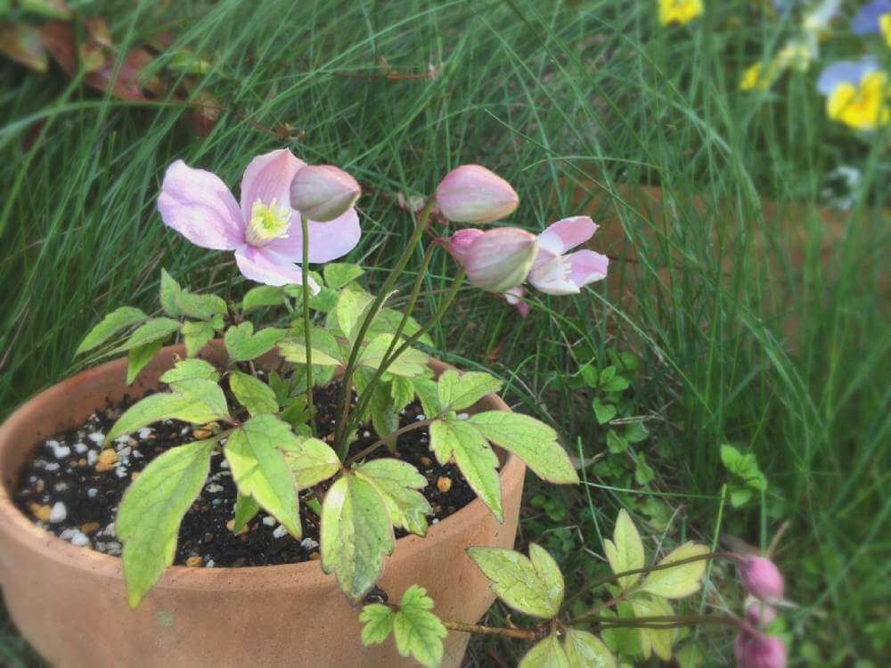 クレマチス・モンタナ