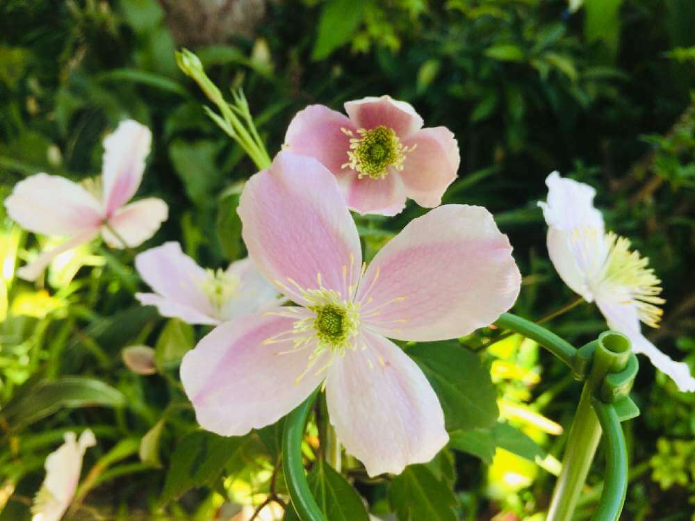 クレマチス モンタナの花言葉 意味や由来 花の特徴は Greensnap グリーンスナップ