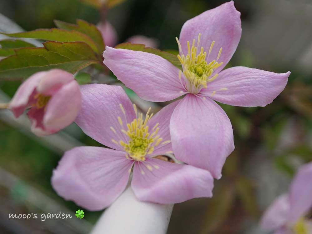 クレマチス・モンタナ