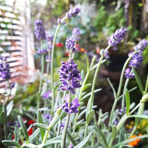イングリッシュラベンダーの花言葉｜名前の由来や花が咲く時期は 