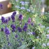 イングリッシュラベンダーの花言葉｜意味や由来は？種類や花の特徴は？の画像