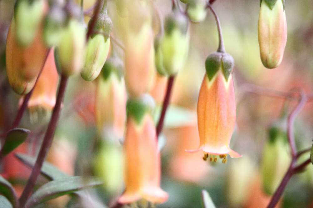 エンゼルランプの花言葉 意味や花の特徴 種類はあるの Greensnap グリーンスナップ