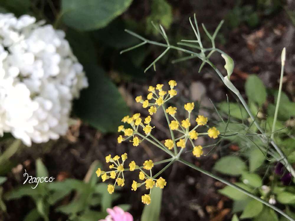 フェンネル ウイキョウ の花言葉 花の種類や効能 食べ方は Greensnap グリーンスナップ